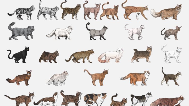 Różne gatunki kotów, czyli podcastów